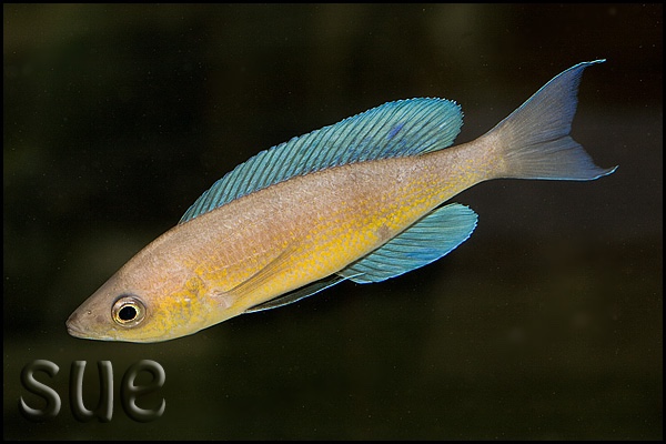 Cyprichromis pavo 'Mupapa'